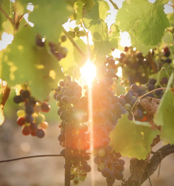 A family tradition across generations